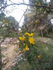 Genista patens
