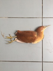 Ixobrychus cinnamomeus