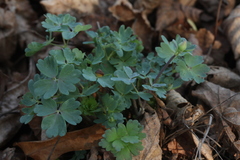 Aquilegia saximontana