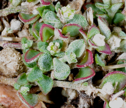 Chenopodium desertorum (J.M.Black) J.M.Black