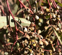 Eucalyptus microcarpa