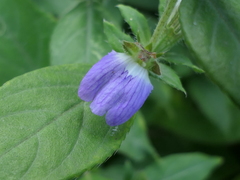 Cynarospermum asperrimum