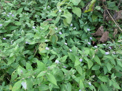 Cynarospermum asperrimum