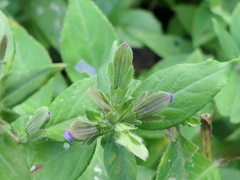 Cynarospermum asperrimum