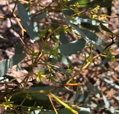 Eucalyptus microcarpa