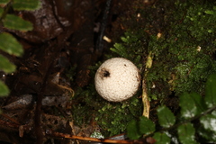 Lycoperdon compactum