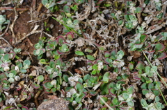 Chenopodium desertorum microphyllum