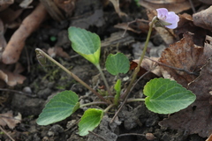 Viola jooi