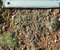 Chenopodium desertorum microphyllum