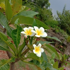 Plumeria