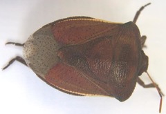 Basicryptus costalis