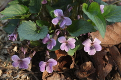 Viola macroceras