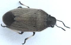 Ennius longulus