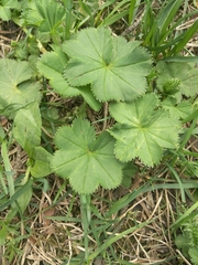 Alchemilla