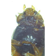 Scymnus rubricaudus