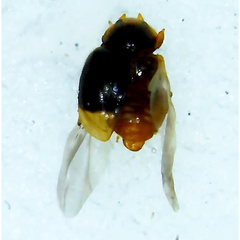 Scymnus rubricaudus