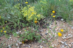 Anacyclus valentinus