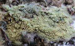 Amaurodon viridis image