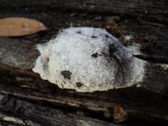 Fuligo septica candida