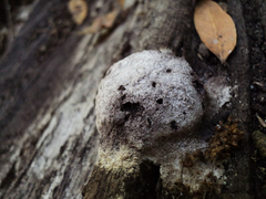 Fuligo septica candida
