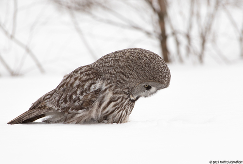 Great Gray Owl