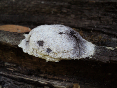 Fuligo septica candida