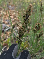 Carex buxbaumii
