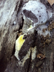 Fuligo septica candida