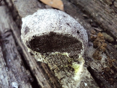 Fuligo septica candida