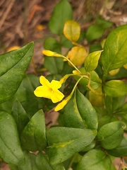 Chrysojasminum