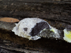 Fuligo septica candida