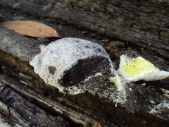 Fuligo septica candida