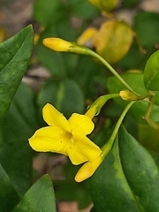 Chrysojasminum