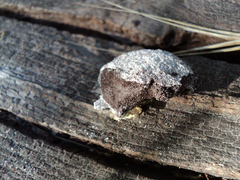 Fuligo septica candida