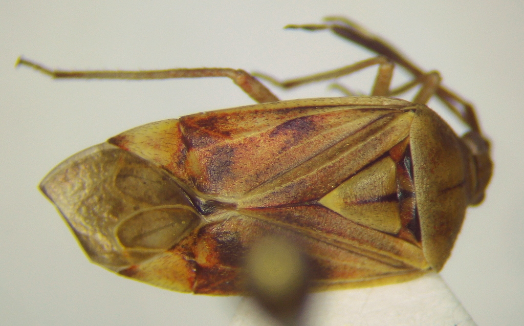 Notholopisca californica