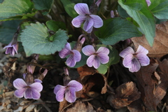 Viola macroceras