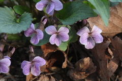 Viola macroceras