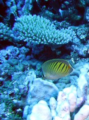 Chaetodon pelewensis