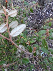 Pomaderris prunifolia