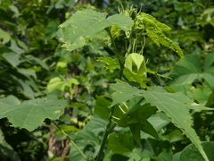 Hibiscus vitifolius