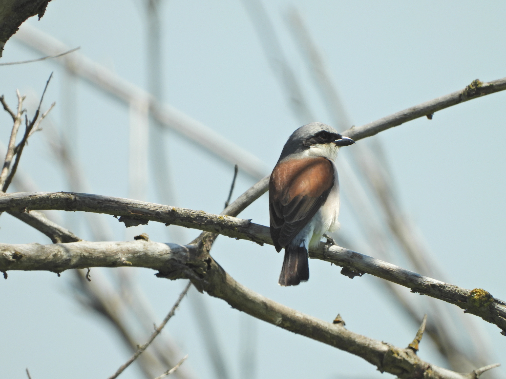 Red-backed Shrike