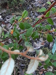 Pomaderris prunifolia