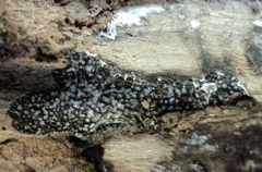 Lasiosphaeria