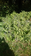 Pentaglottis sempervirens