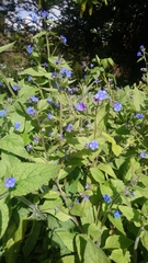 Pentaglottis sempervirens