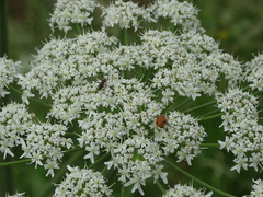 Hippodamia variegata