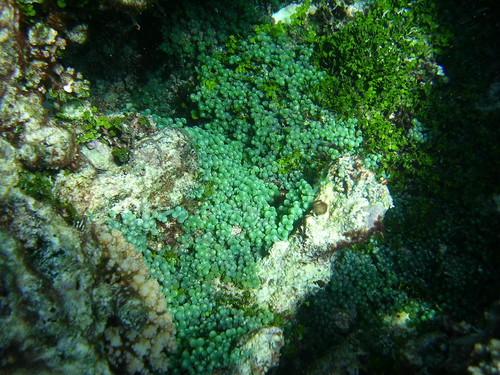 Sea grapes