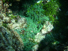 Caulerpa chemnitzia