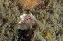 Diaphorodoris luteocincta