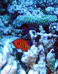 Centropyge loriculus